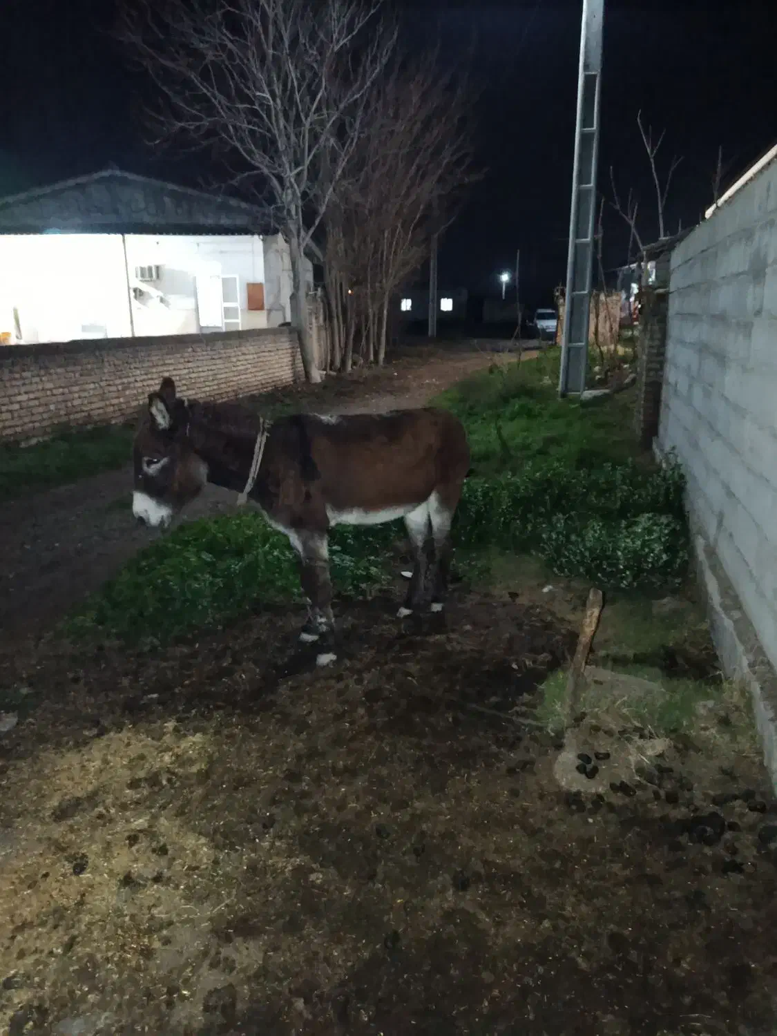 فروش|حیوانات مزرعه|سیمین شهر, |دیوار