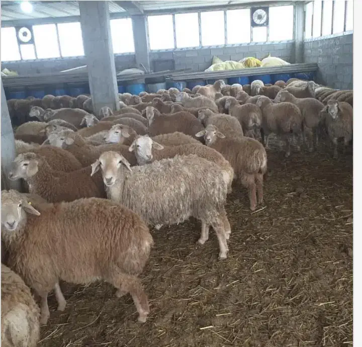 گوسفنددرجه1 مرغ و خروس قربانی|حیوانات مزرعه|اندیشه, شهرک المهدی|دیوار