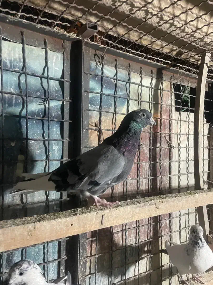 11تا کفتر ی جایی|پرنده|تهران, شهرک رضویه|دیوار