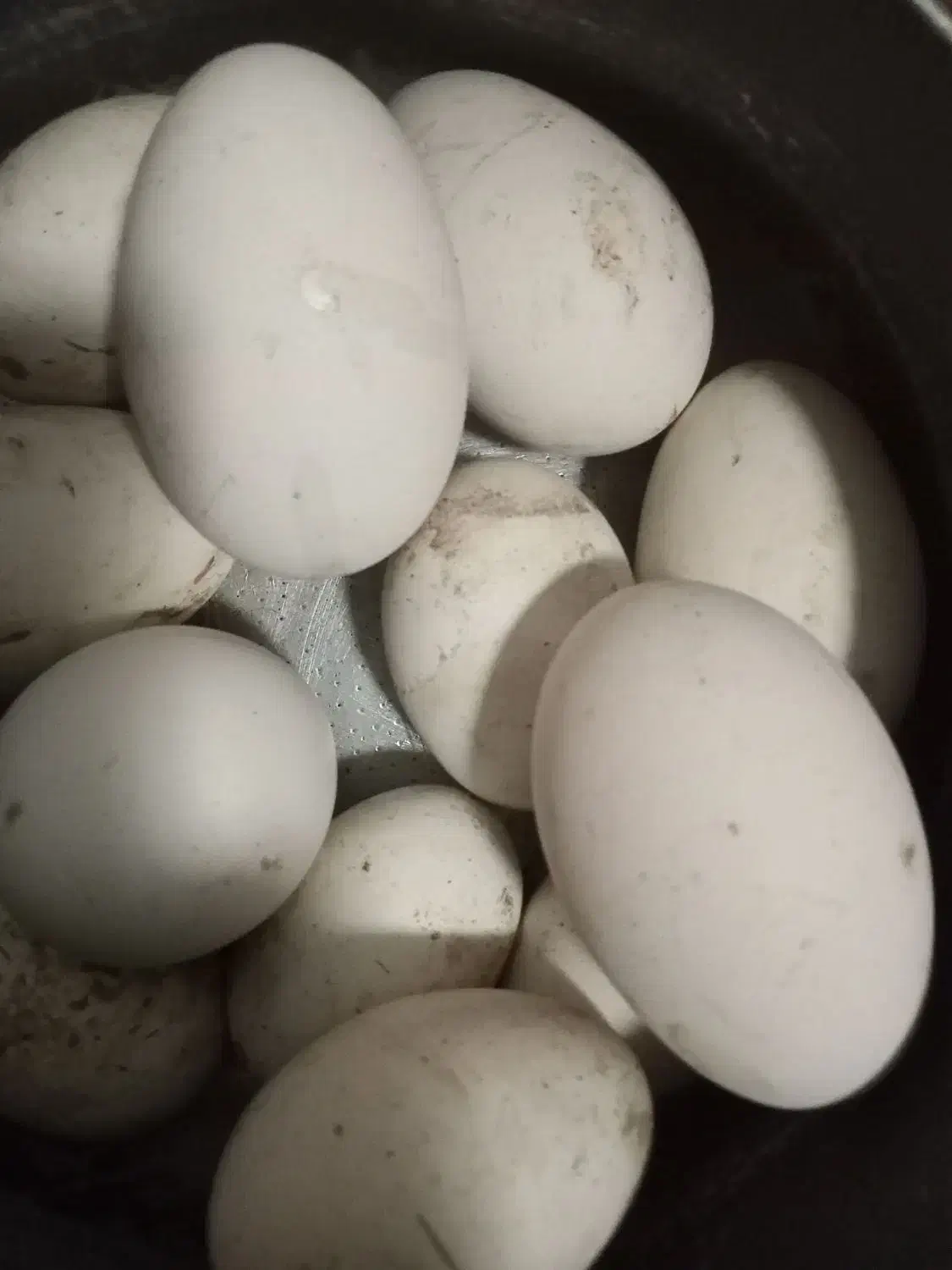 تخم نطفه دار غو غاز اوکراینی|حیوانات مزرعه|رویان, |دیوار