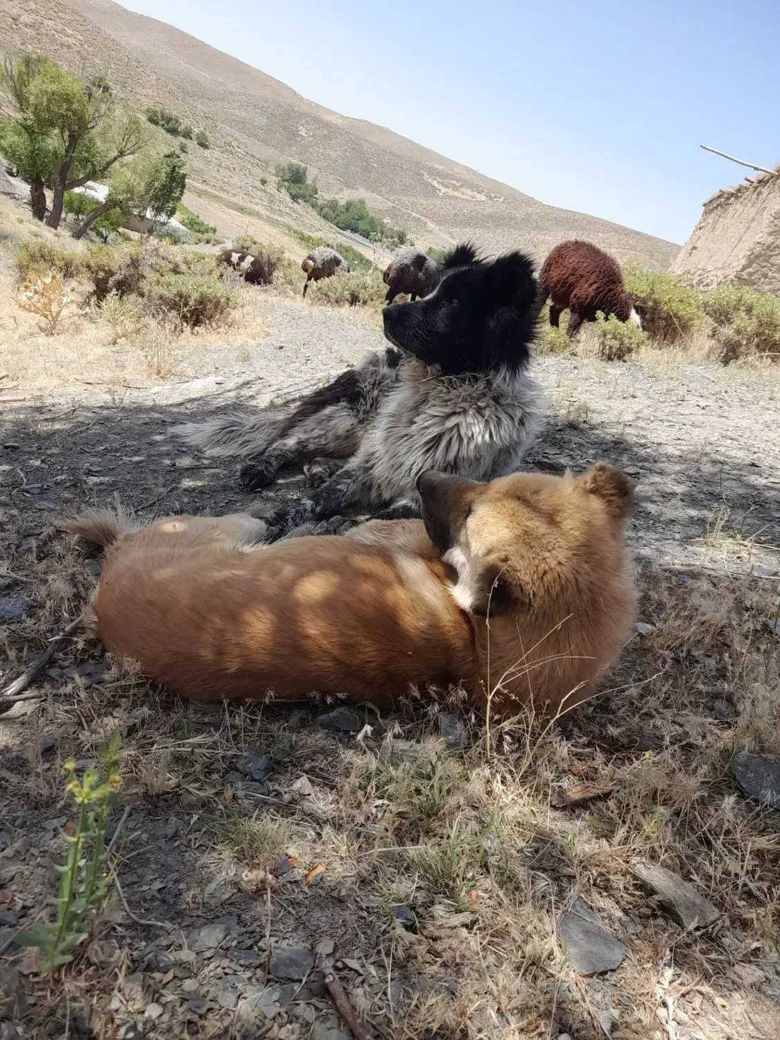 سگ گله ای|سگ|بوئین و میاندشت, |دیوار