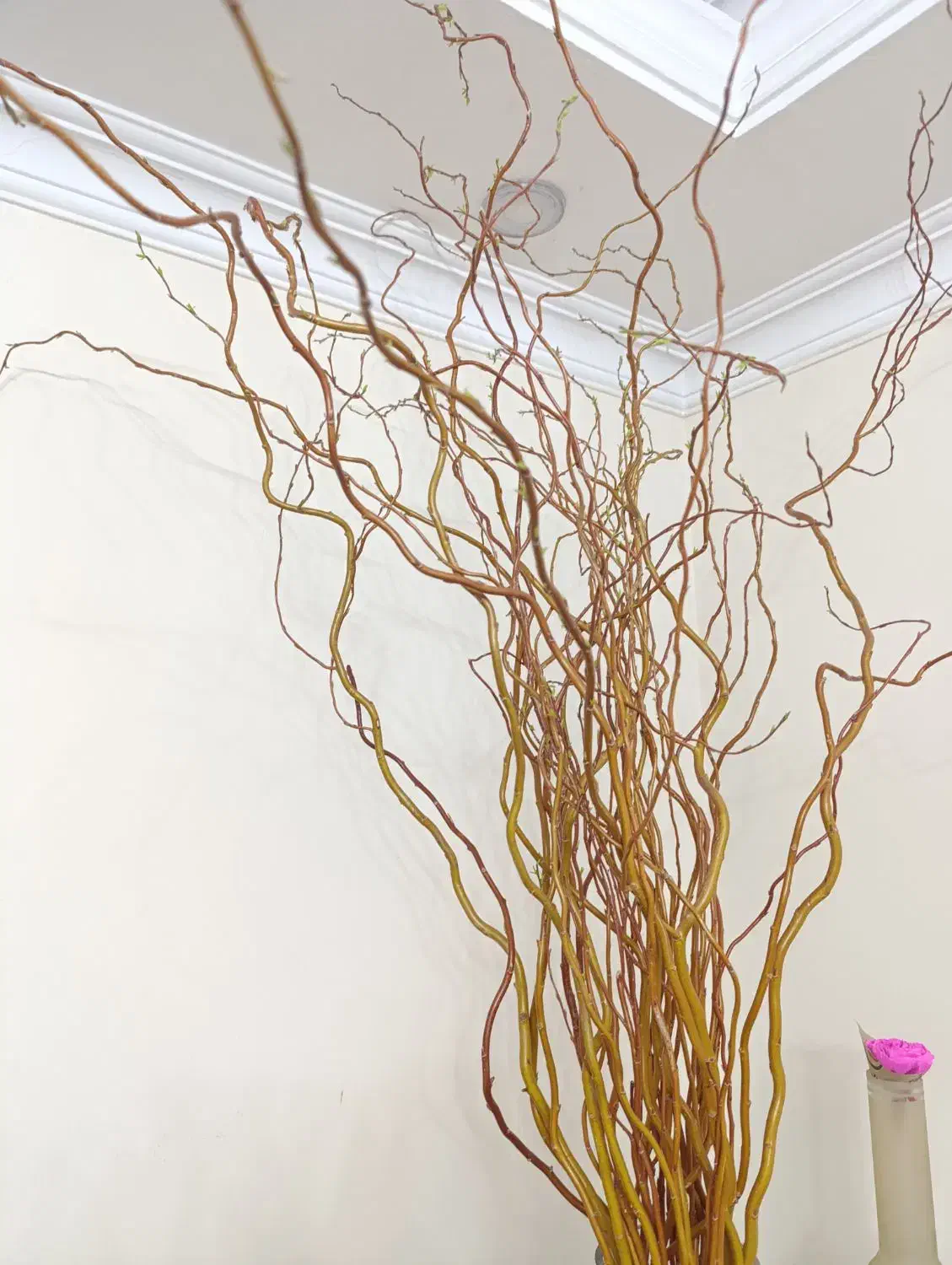 گل بید|گل و گیاه طبیعی|تهران, باغ خزانه|دیوار