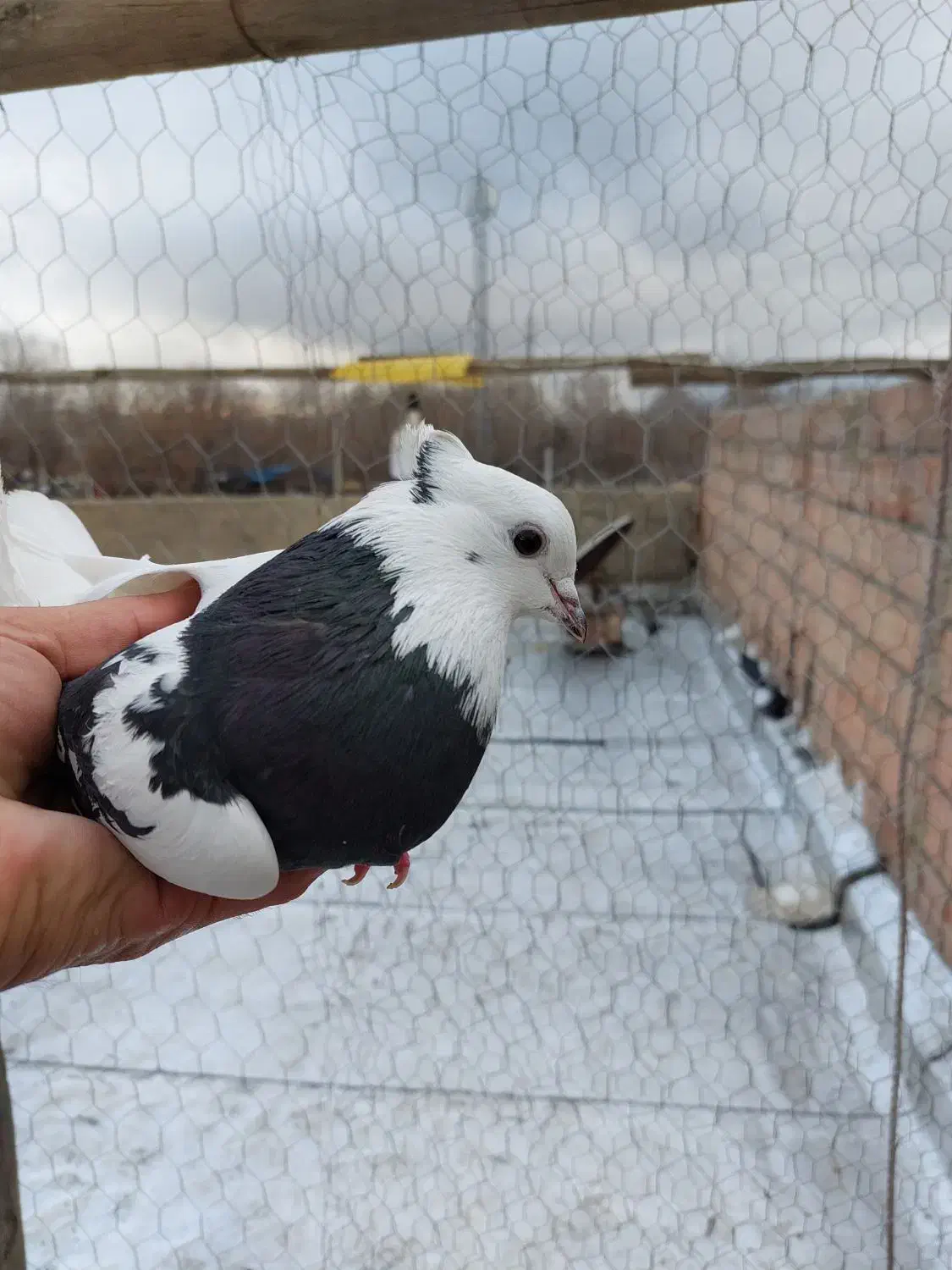 سه عدد کبوتر ماده|پرنده|ارومیه, |دیوار