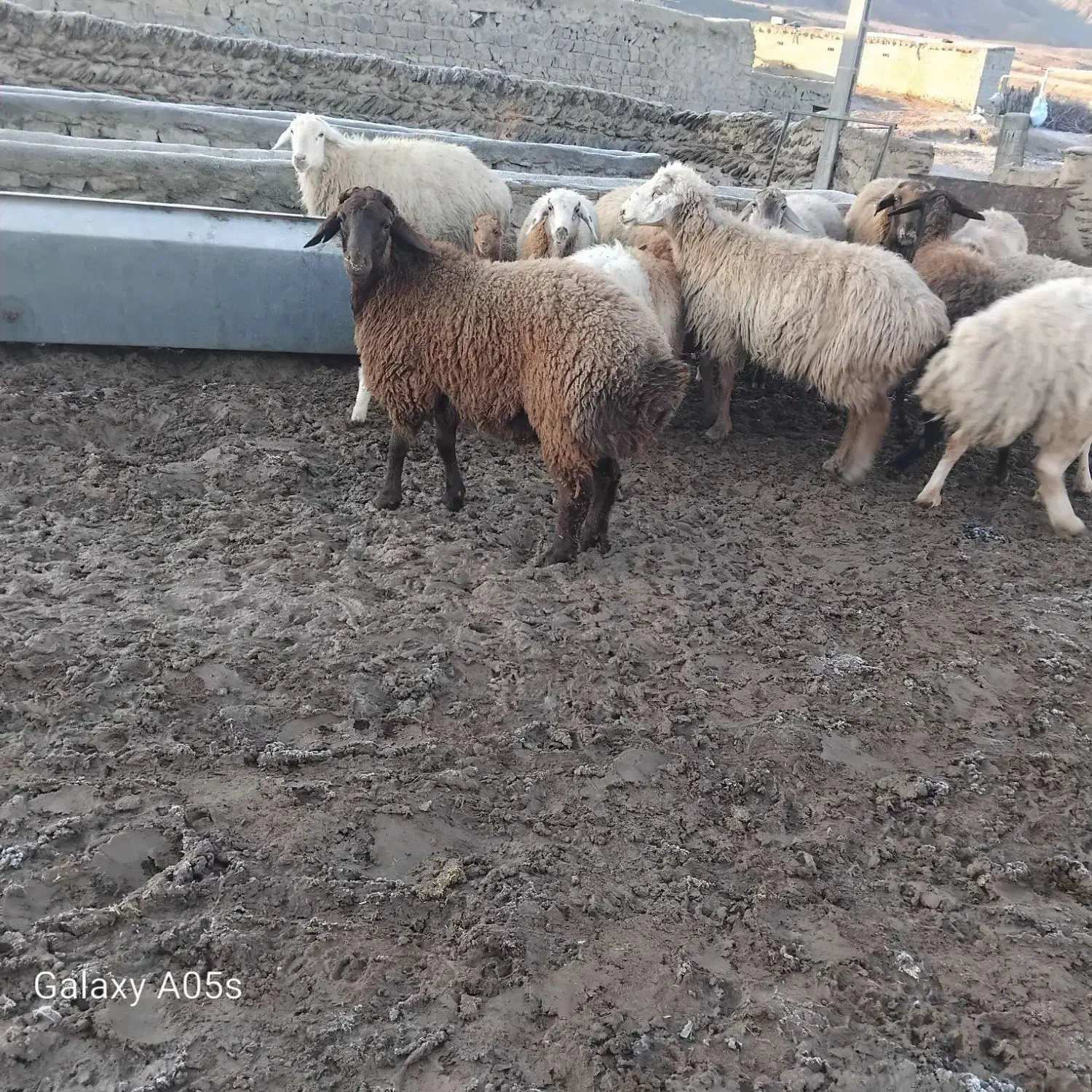 بره قوچ همو|حیوانات مزرعه|مانه, |دیوار