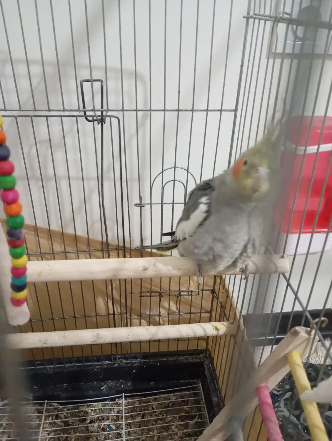 یک عدد کوتله برزیلی و عروس هلندی|پرنده|شریفآباد, |دیوار