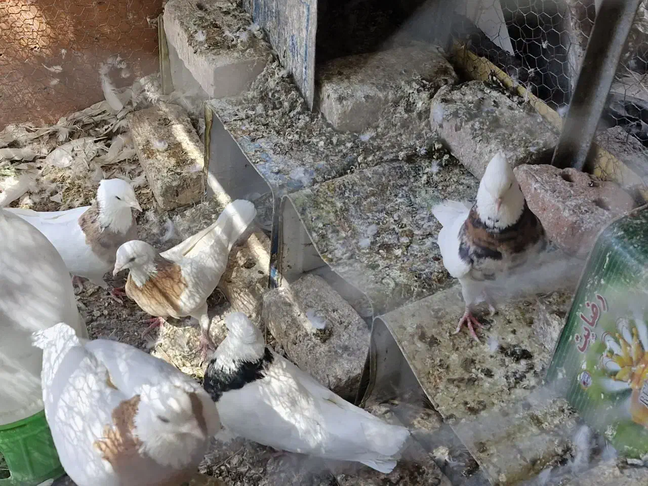 7 جفت طوقی زرین ، لیمویی و سیاه|پرنده|بافق, |دیوار