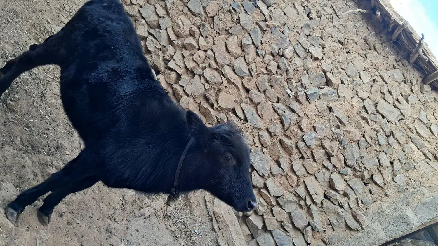 گوساله نر|حیوانات مزرعه|سارال, |دیوار