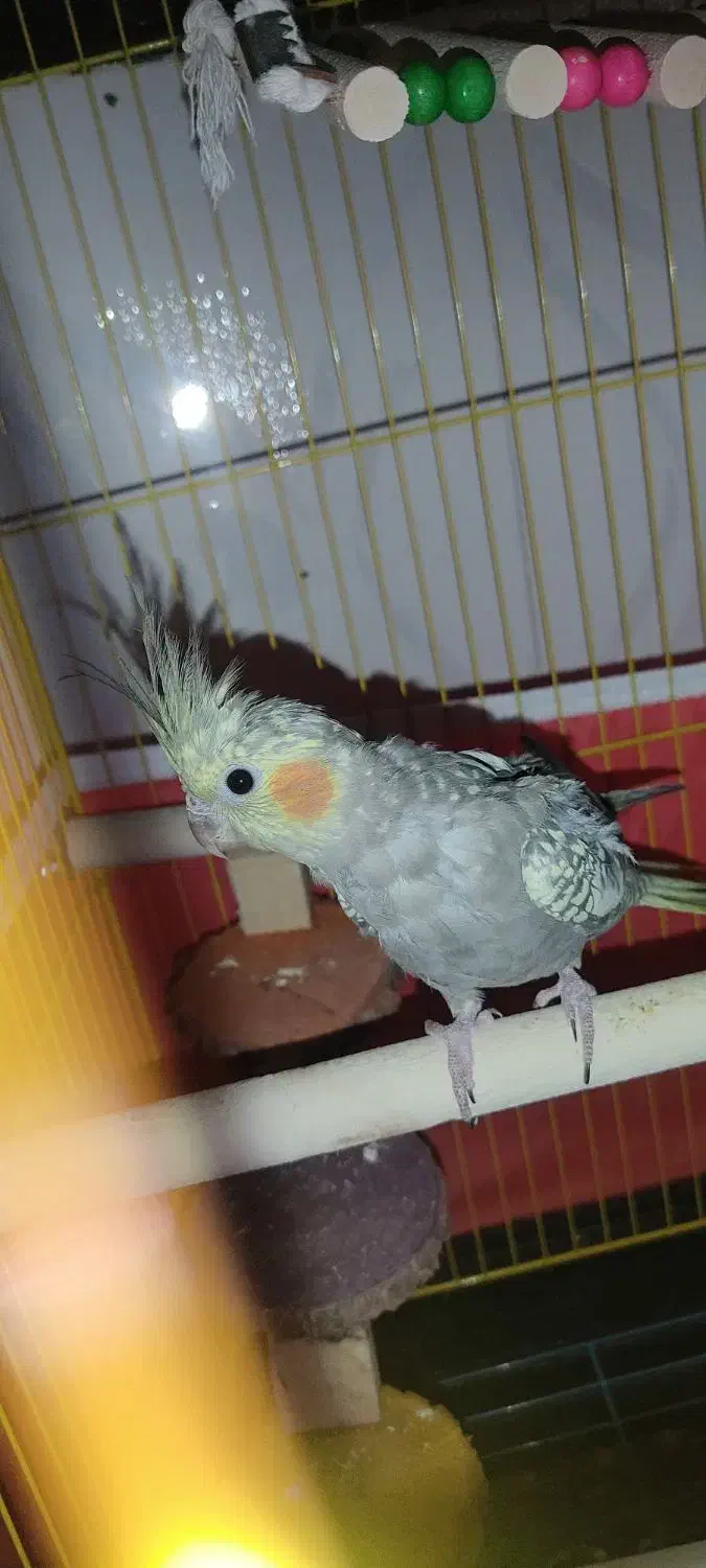 فروش جفت عروس هلندی|پرنده|مرودشت, پشت سایپا‎|دیوار