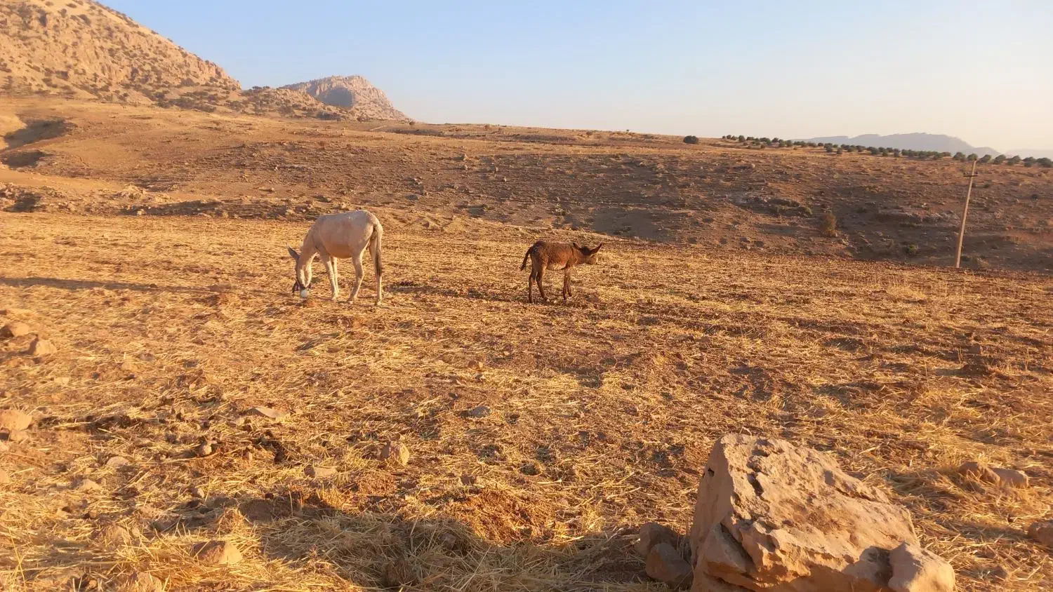 خر ماده جوان با کره خر ۶ ماهه|حیوانات مزرعه|دالاهو, |دیوار