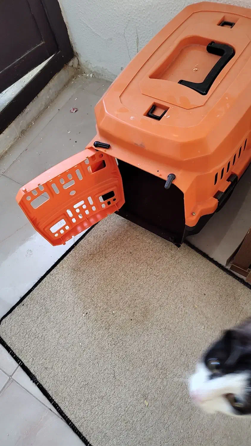 واگذاری رایگان گربه نر|گربه|شاهین‌شهر, شهرک گلدیس|دیوار