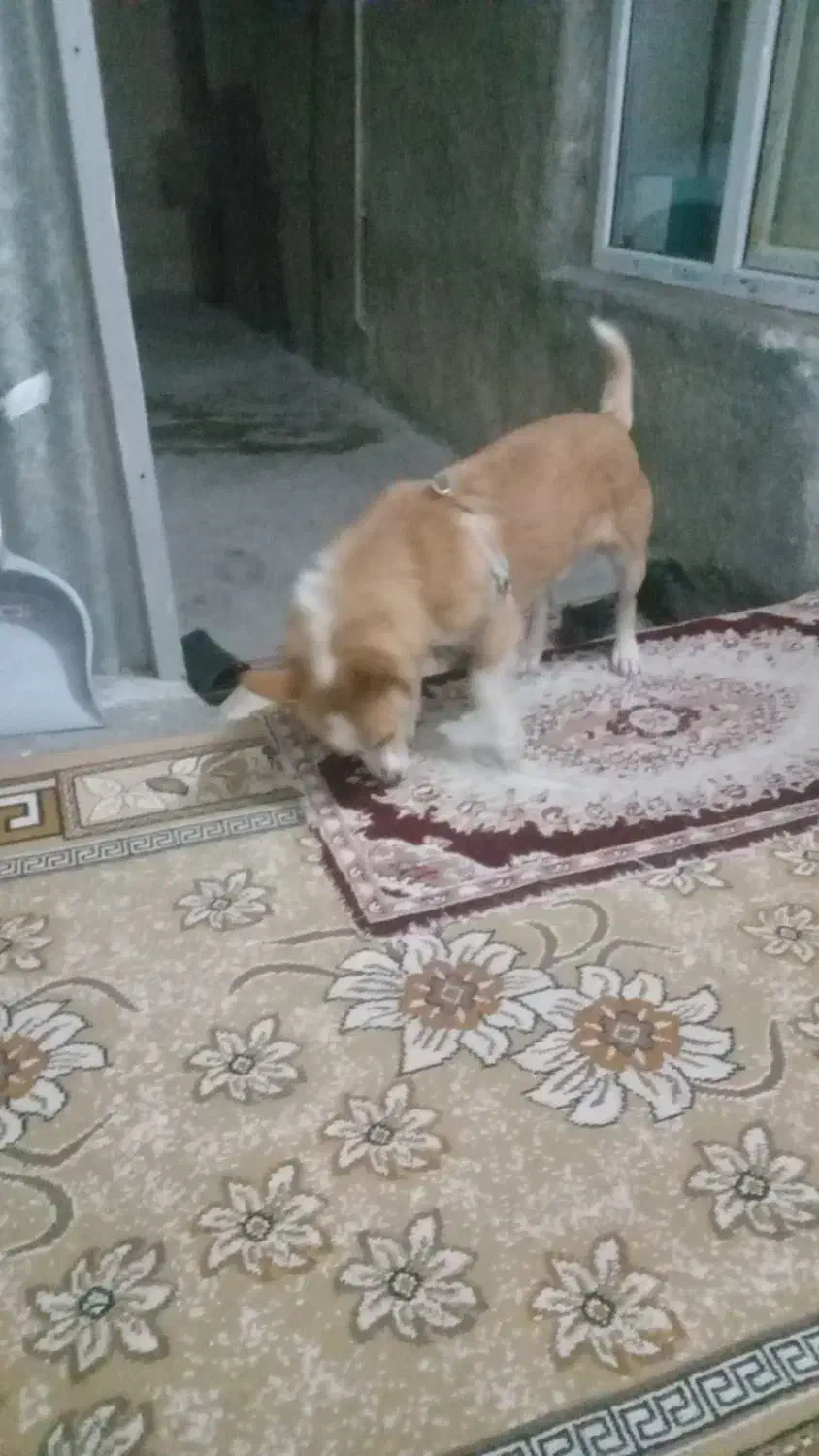 پامرین|سگ|تاکستان, |دیوار