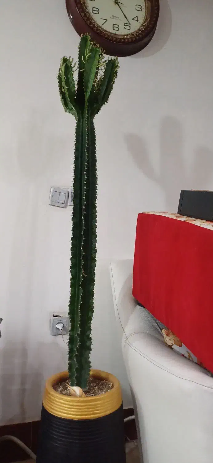 کاکتوس افوربیا|گل و گیاه طبیعی|محمدشهر, محمدشهر|دیوار