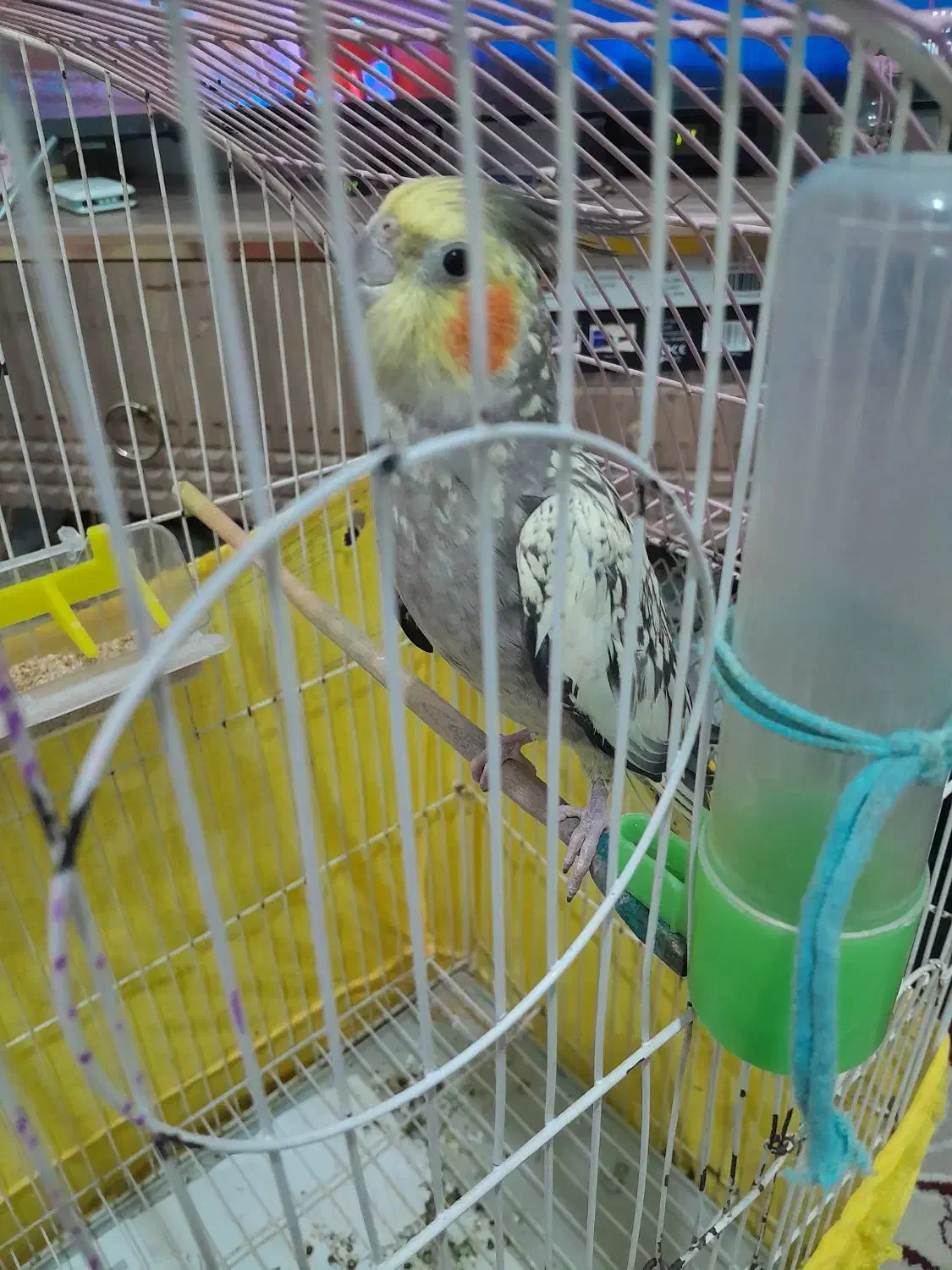 عروس ماده سالم وسرحال|پرنده|اهر, |دیوار