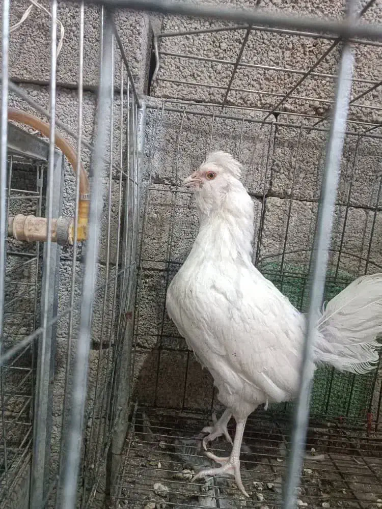 تک مرغ کوشین گلین|حیوانات مزرعه|خمینیشهر, |دیوار