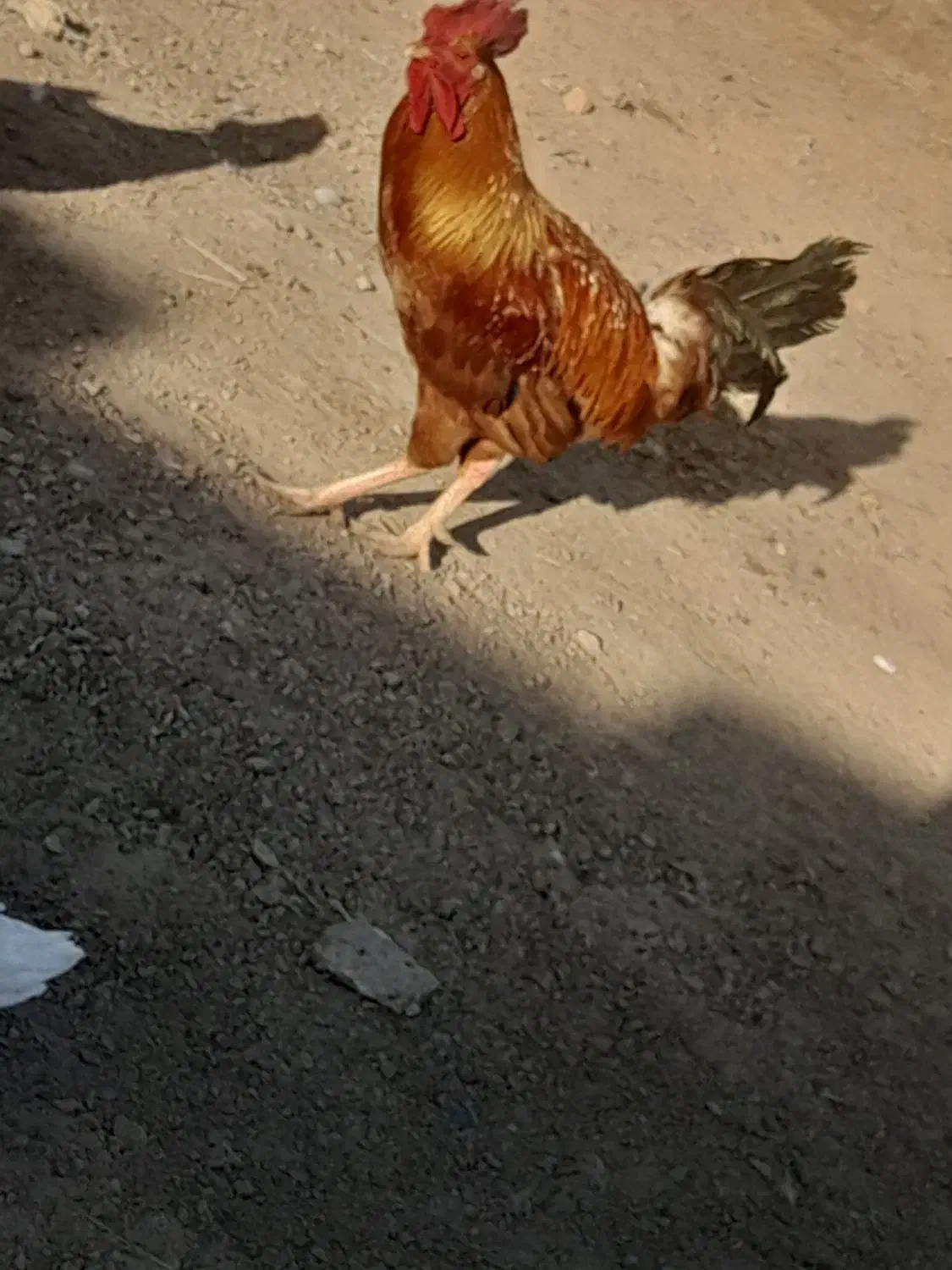 خروس قرمز|حیوانات مزرعه|زهک, |دیوار