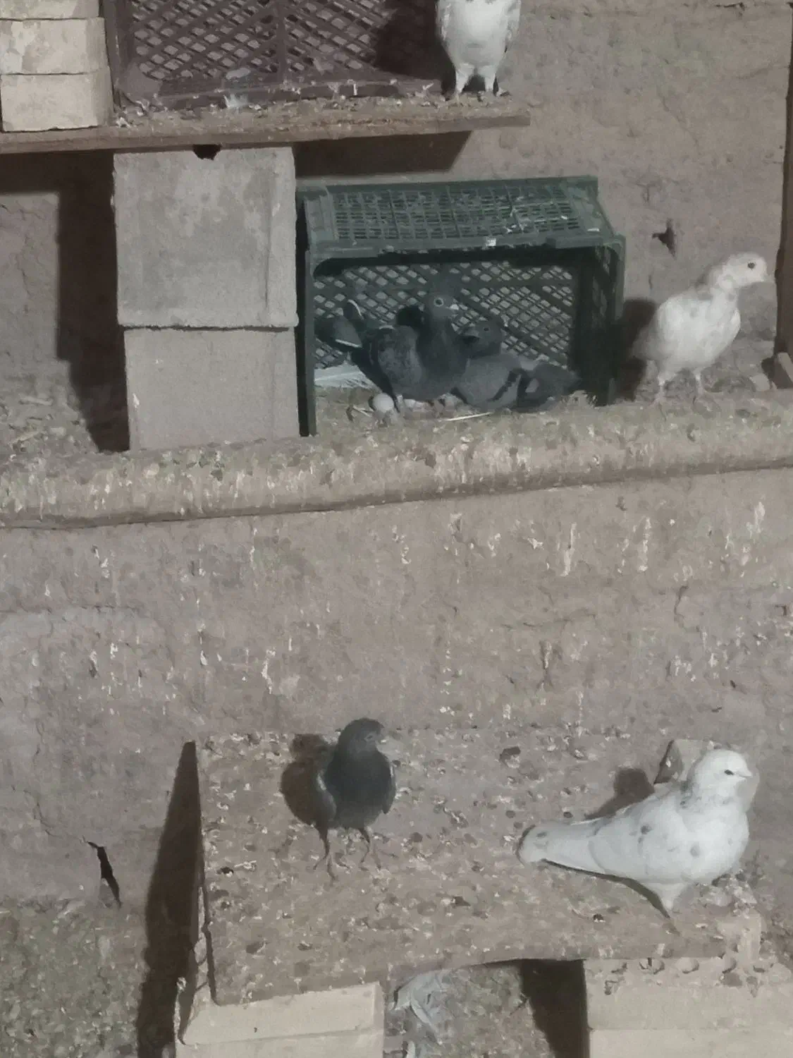 کفتر|پرنده|گل تپه, |دیوار