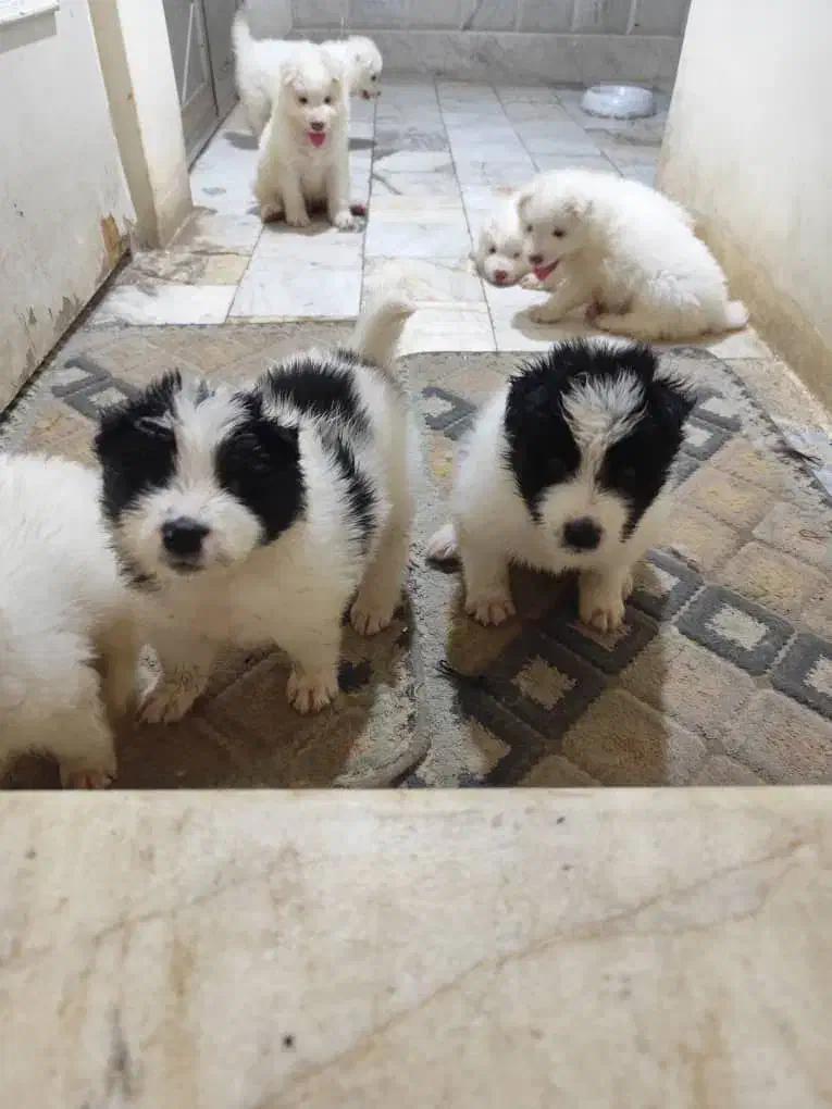 سااموید دورنگ سیاه و سفید|سگ|نجفآباد, رحمت آباد|دیوار