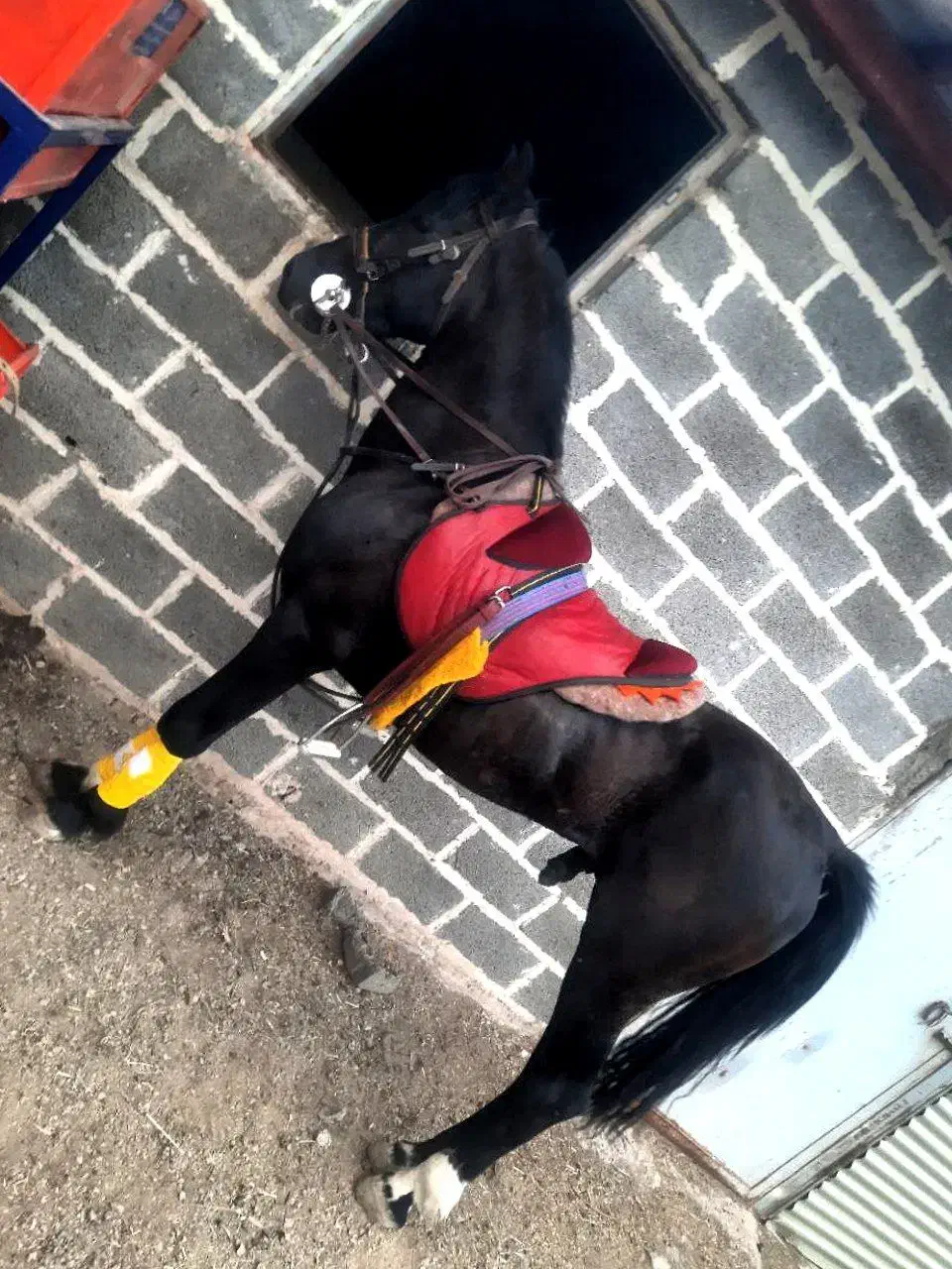 نریان مشکی پرخون ۶ دنگ|اسب و تجهیزات اسبسواری|اراک, |دیوار