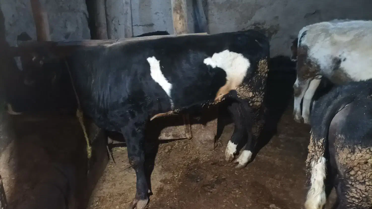 گوساله نر عالی درجه یک|حیوانات مزرعه|کوراییم, |دیوار