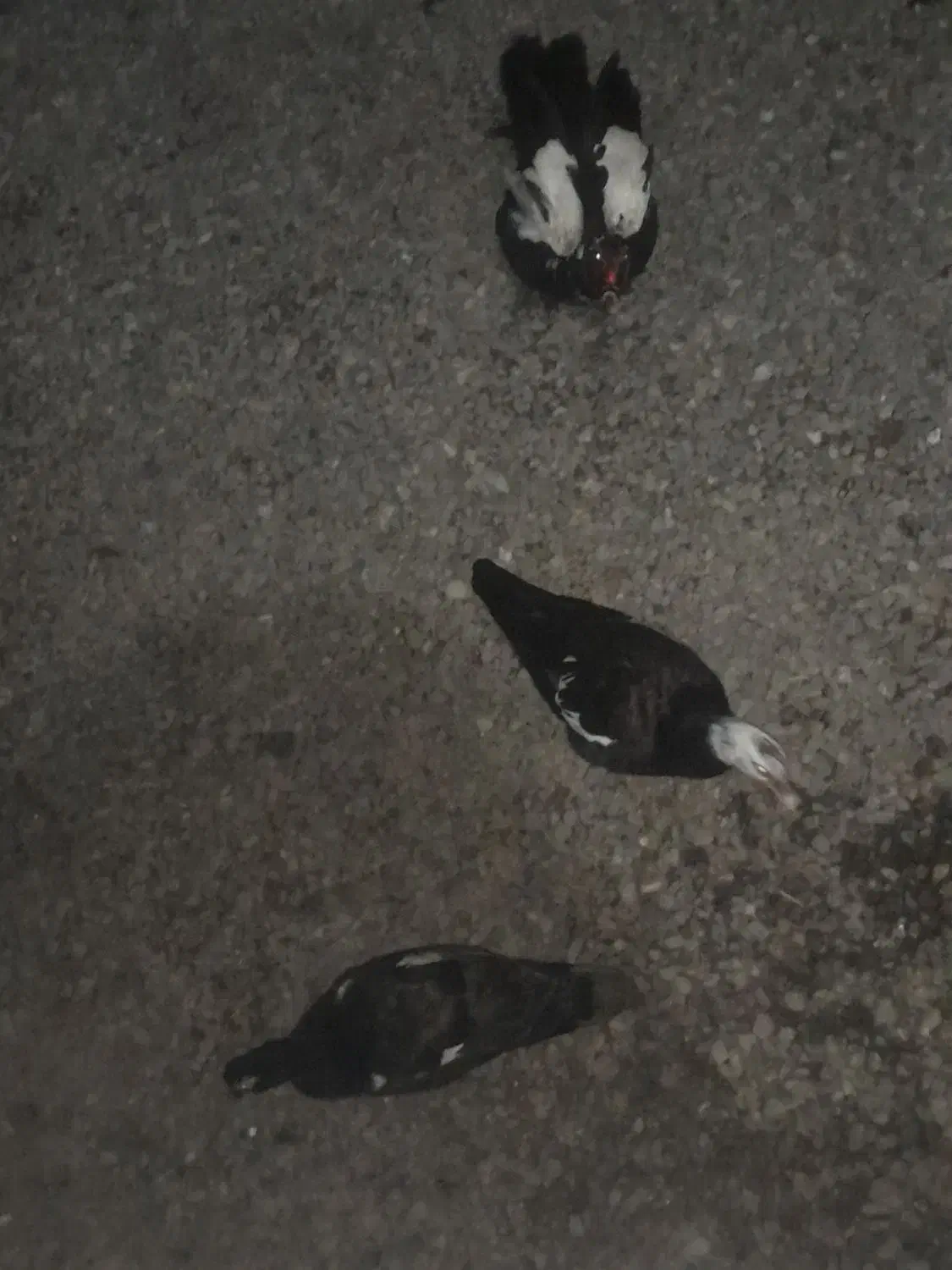 لیک معاوضه با بره و بز|حیوانات مزرعه|گرگان, |دیوار