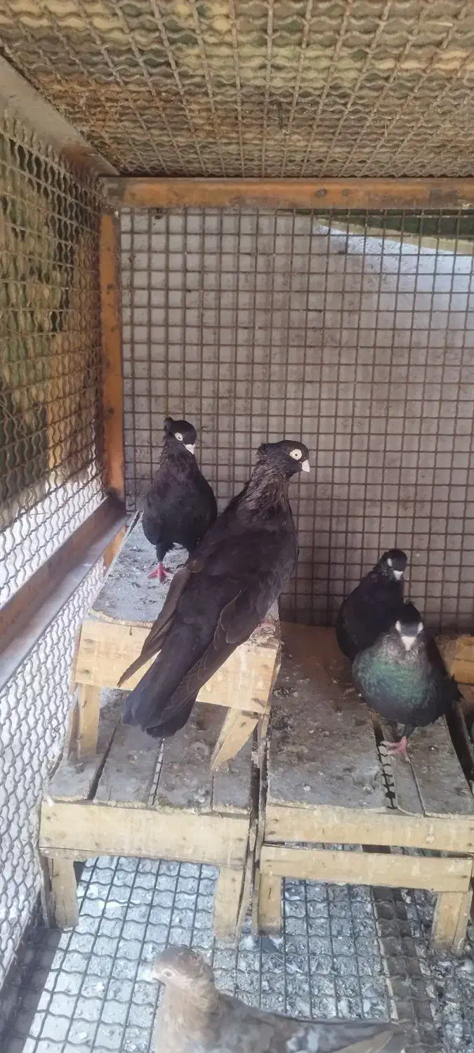 گمشده|حیوانات|جیرفت, |دیوار