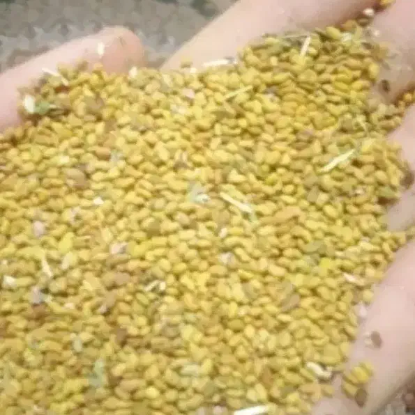 بذر یونجه محلی فروشی رودبار1150|گل و گیاه طبیعی|رودبار (کرمان), |دیوار