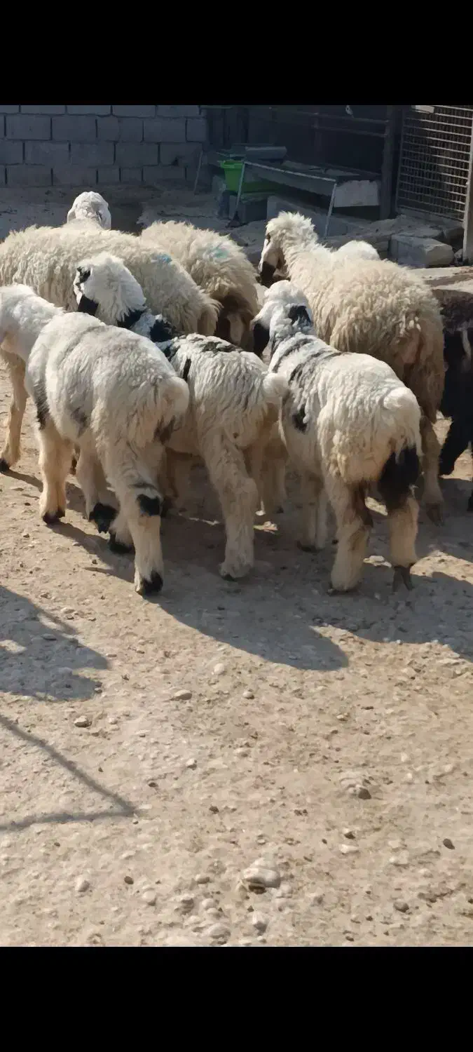 میش زاییده|حیوانات مزرعه|بهبهان, |دیوار