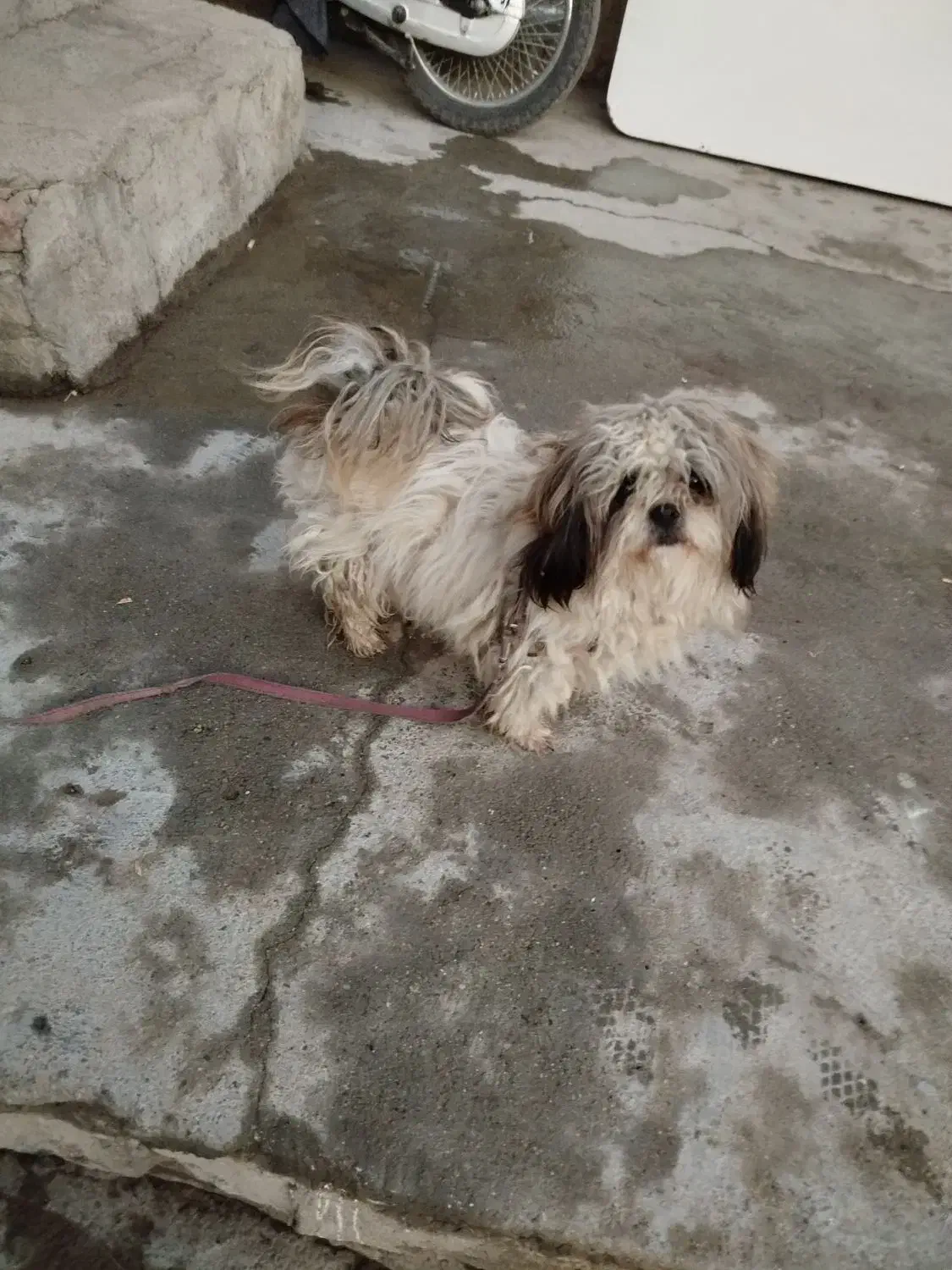 سگ پا کوتاه|سگ|کنگاور, |دیوار