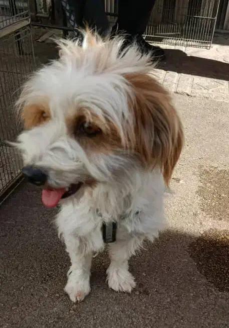 سگ پاکوتاه|سگ|خلخال, |دیوار