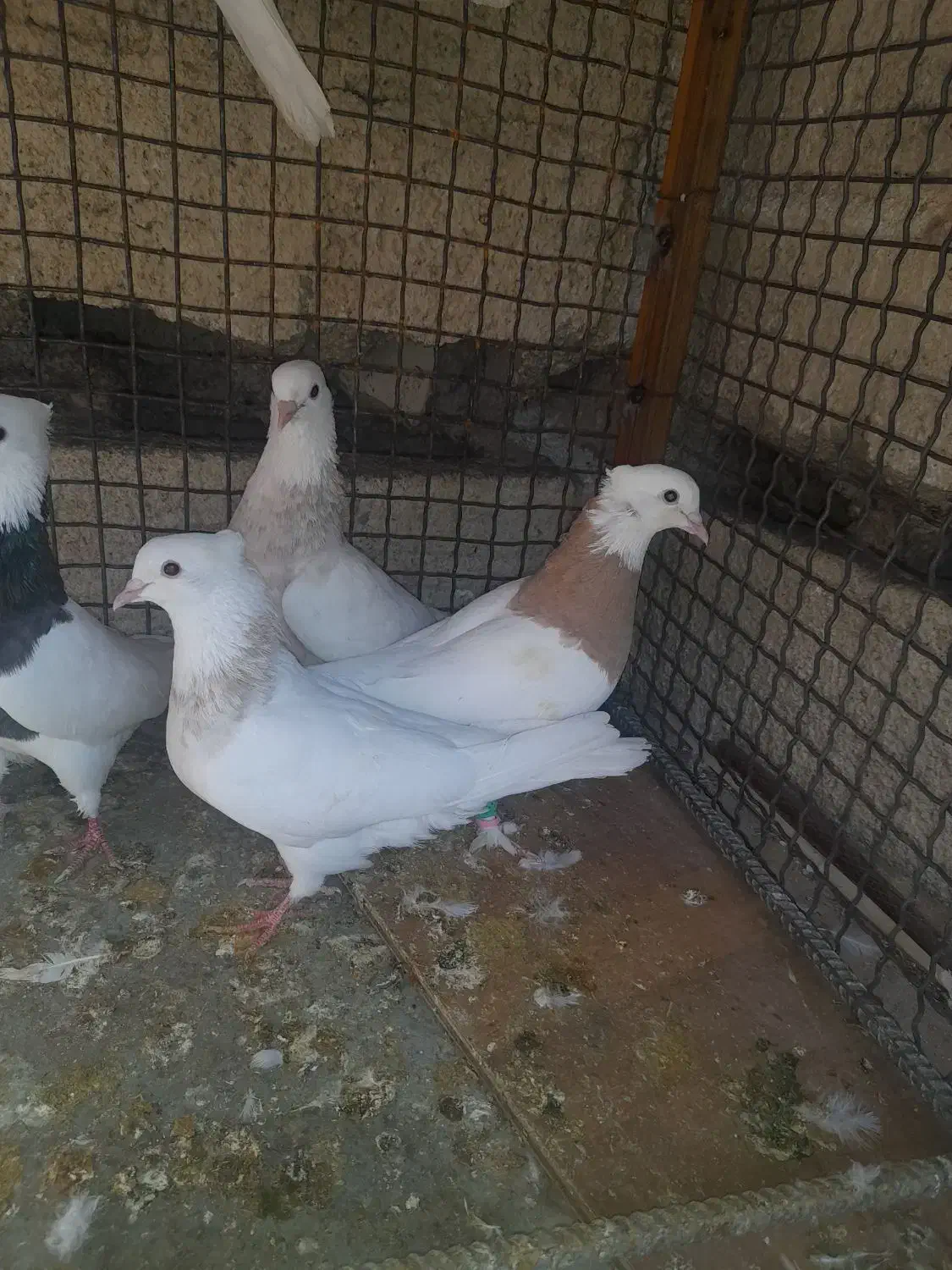 فروش 4عدد طوقی و یک عدد دمبی|پرنده|لامرد, |دیوار