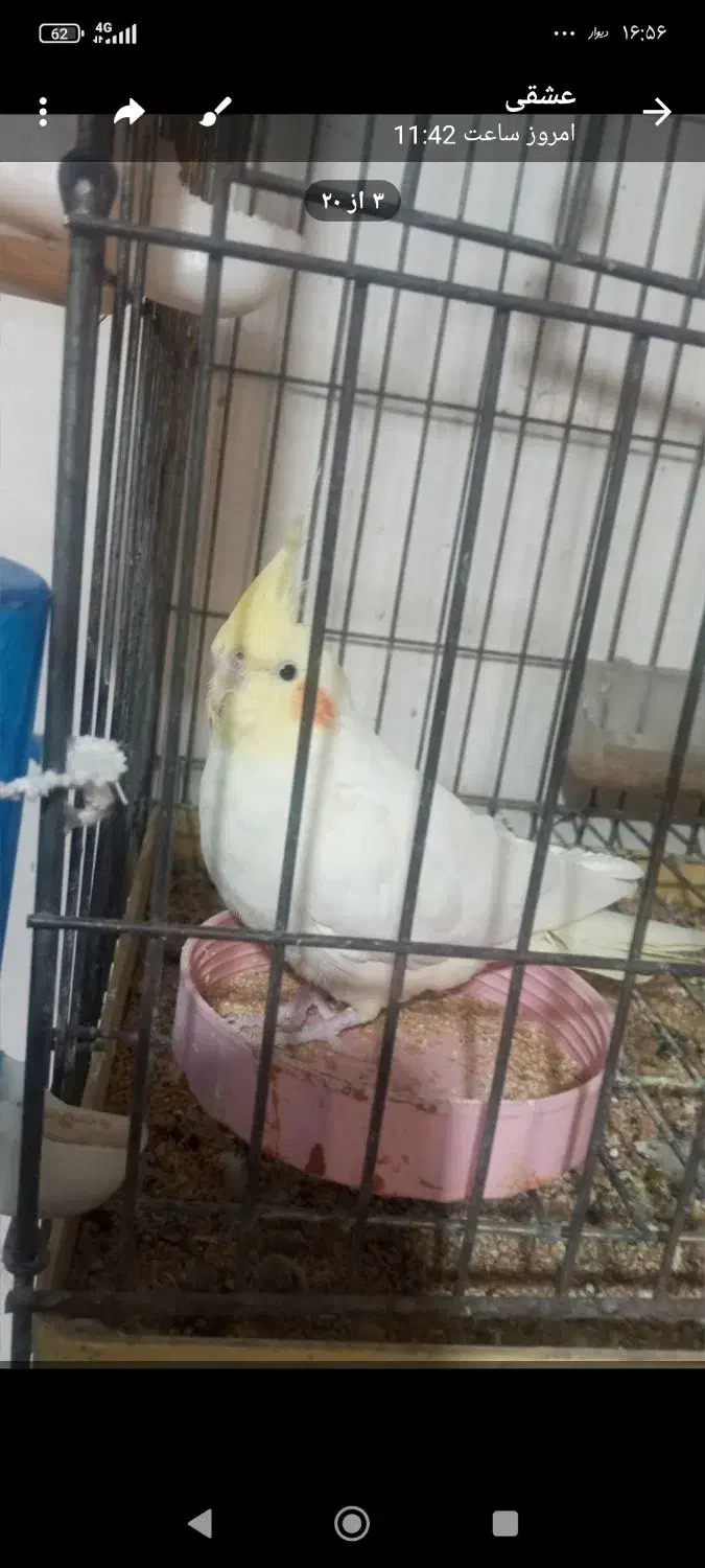 3عددعروس هلندی|پرنده|محمدشهر, ولدآباد|دیوار