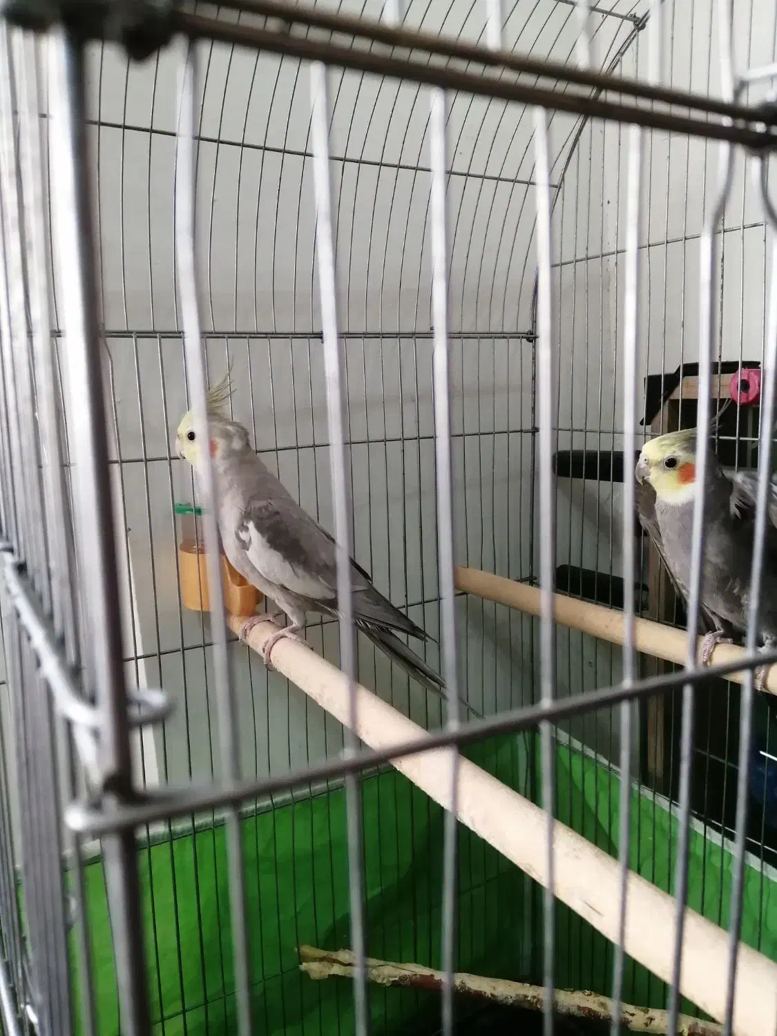 عروس هلندی نر و ماده|پرنده|فولادشهر, B2|دیوار