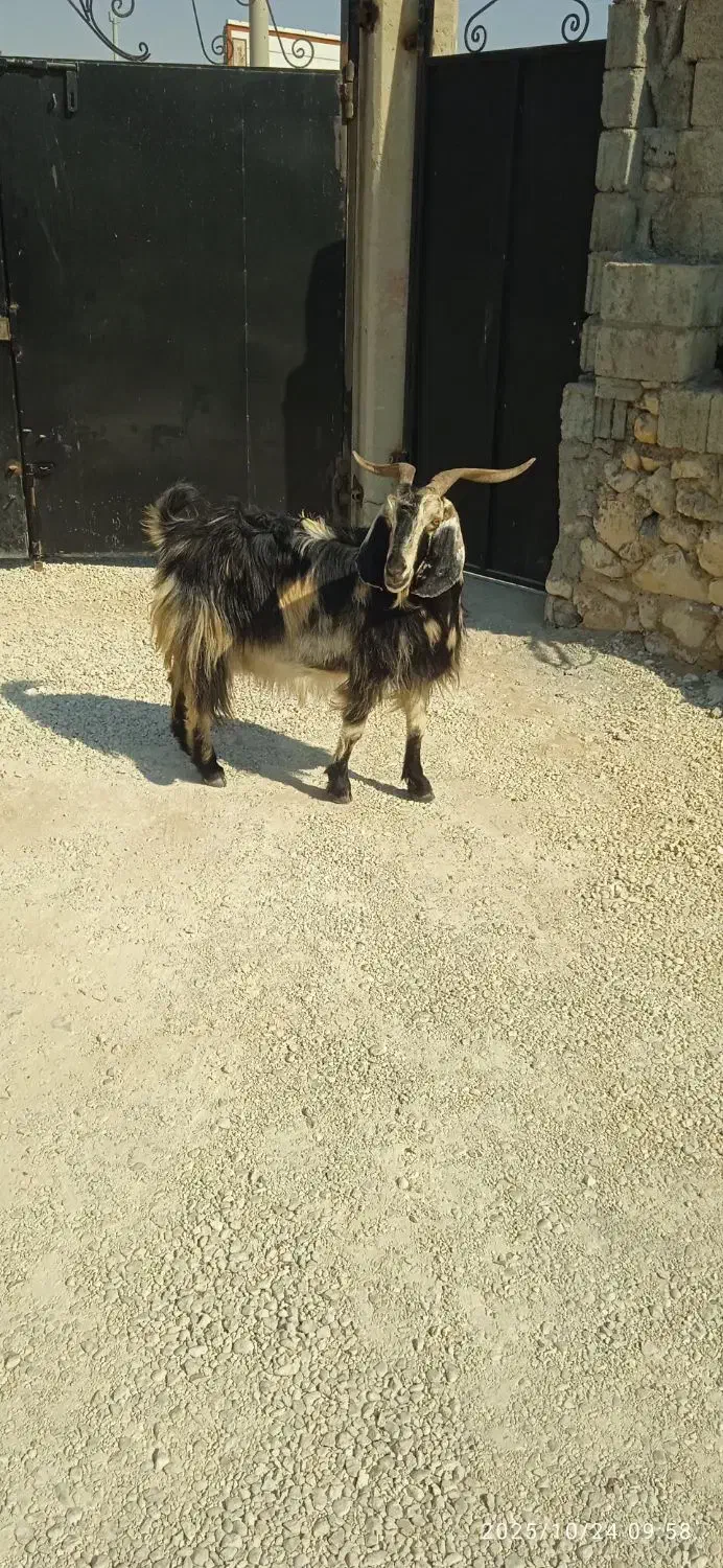 بز وکهره|حیوانات مزرعه|اهرم, |دیوار