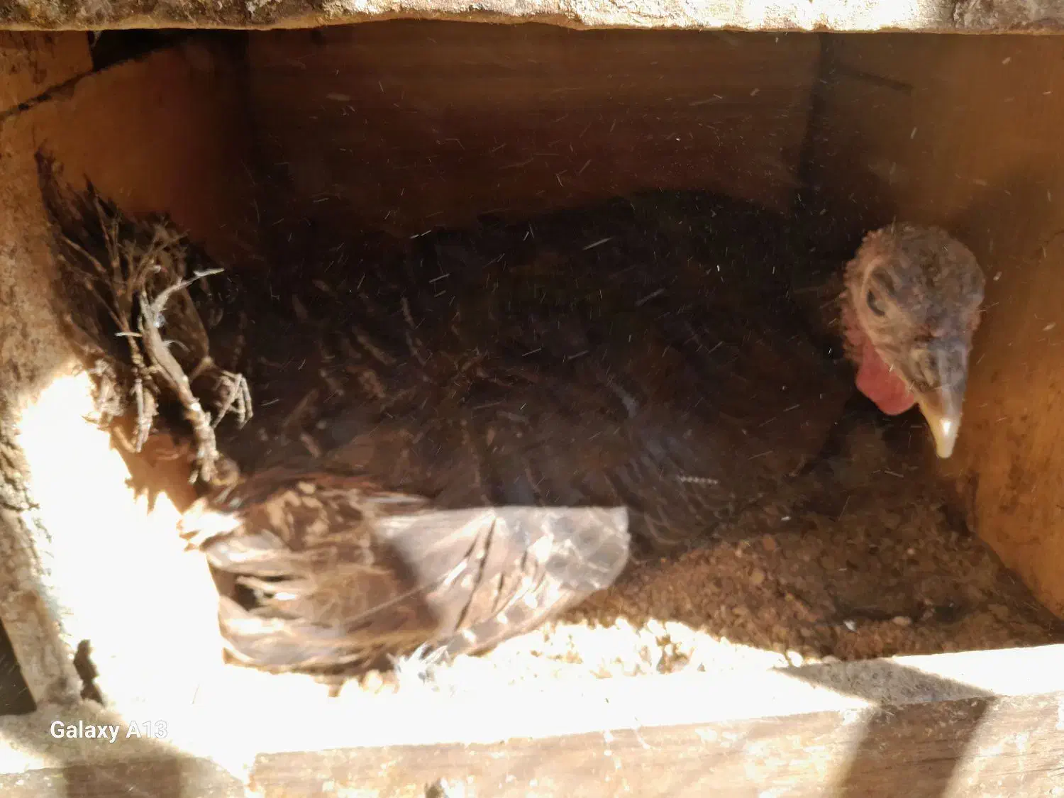 بوقلمون کرک فروش یا معاوضه با مرغ یاگندم اندیمشکم|حیوانات مزرعه|اندیمشک, |دیوار