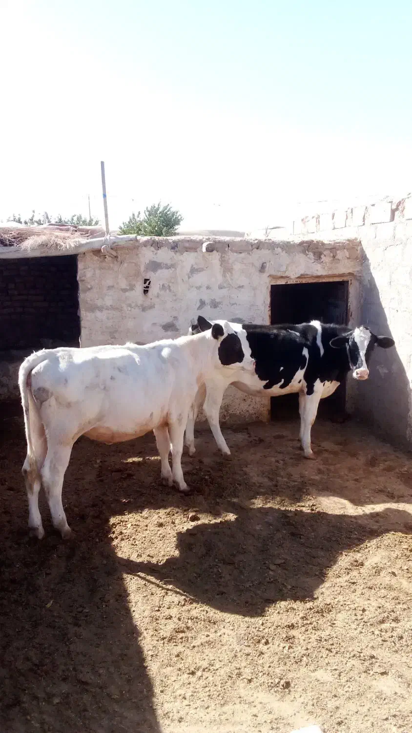 دو عدد تلیسه|حیوانات مزرعه|تربت جام, جلگه موسی آباد|دیوار