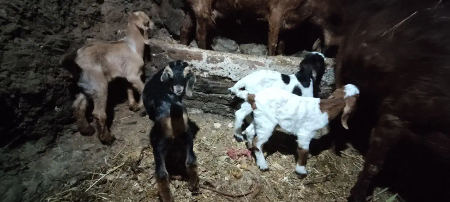 بز و بزغاله|حیوانات مزرعه|تیکمه داش, |دیوار