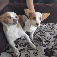 واگذاری ۲قلاده اشپیتز روباهی خالص وبازیگوش|سگ|ورامین, ورامین|دیوار