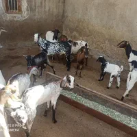 فروش کهر|حیوانات مزرعه|درگهان, |دیوار