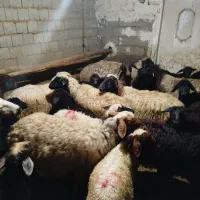 میش برای قربانی