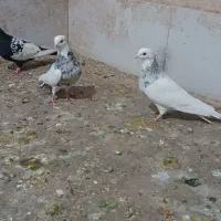 طوقی دم‌سفید