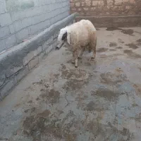 فروش کاوره سنجابی|حیوانات مزرعه|اسلام‌‌آباد غرب, |دیوار