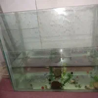 آکواریوم و ماهی|ماهی|شاهرود, |دیوار