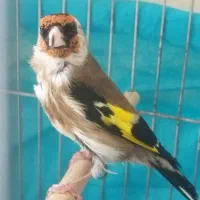 سهره نر