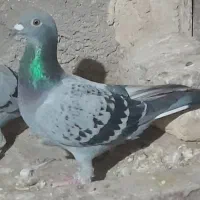جفت پلاکی