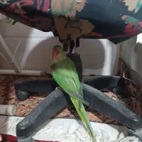 شاه طوطی رام ودستی|پرنده|قم, پامنار|دیوار