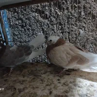 نرو ماده هما