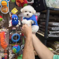 شیتزو کراس های فنجونی