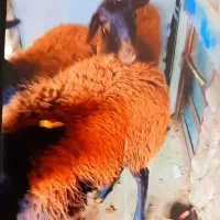 ۳تا گوسفند افشار