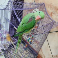 پرنده شاه طوطی|پرنده|بندرلنگه, |دیوار