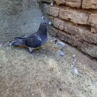 ماده آلمان DV19کبوتر پلاکی اصیل